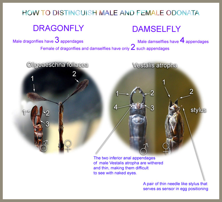 How to distinguish Male and Female Odonata