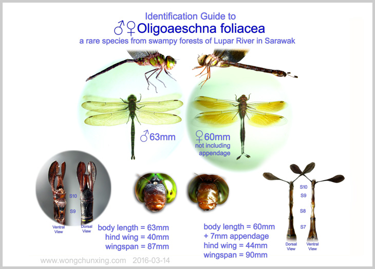 Identification Guide to Oligoaeschna foliacea