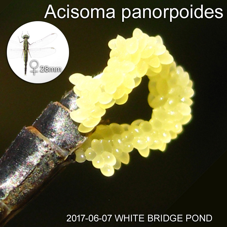 Egg mass of a female dragonfly Acisoma panorpoides
