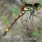 Agrionoptera insignis Female