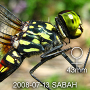 Agrionoptera insignis Female