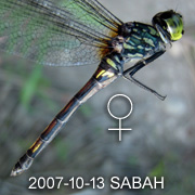 Agrionoptera insignis Female
