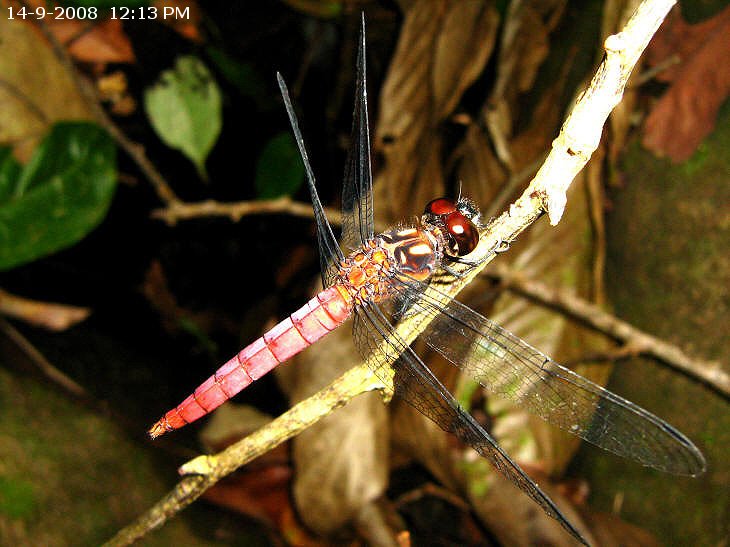 Lyriothemis cleis