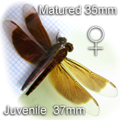Female Neurothemis ramburii