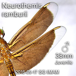 Wings of male Neurothemis ramburii