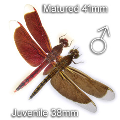 Neurothemis ramburii MALE