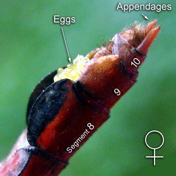 Segment 8, 9 and 10 of a female dragonfly