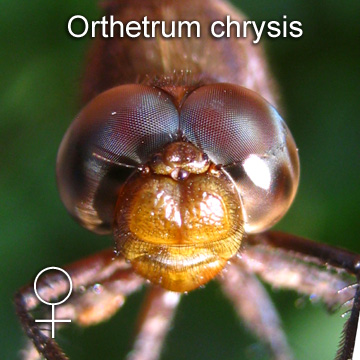 Face of a female Orthetrum chrysis