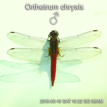 Orthetrum chrysis  MALE