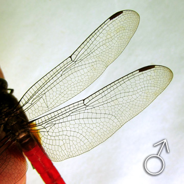 Wing venation of a male Orthetrum chrysis