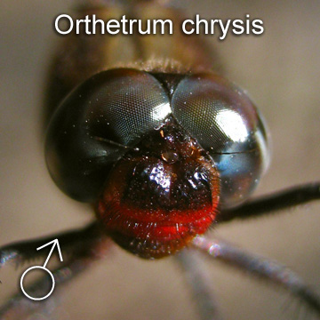 Face of a male Orthetrum chrysis