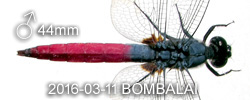 Orthetrum pruinosum