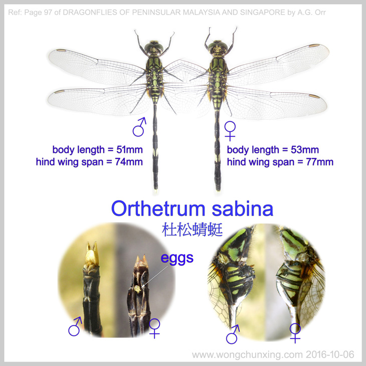 Orthetrum sabina ���Q�f��