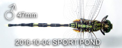 Orthetrum sabina male