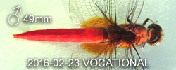 Orthetrum testaceum Male 
