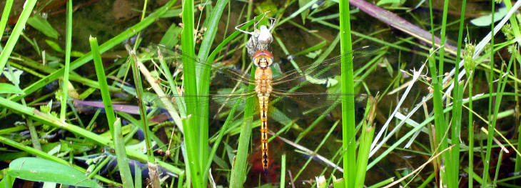 Pantala flavescens