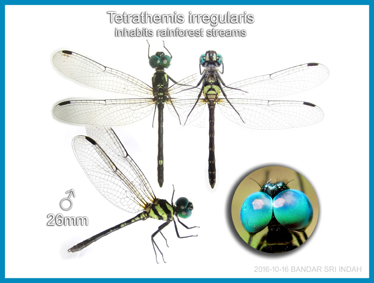 Tetrathemis irregularis 