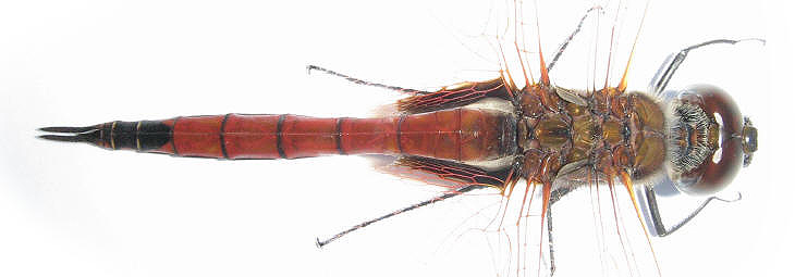 Tramea transmarina Male
