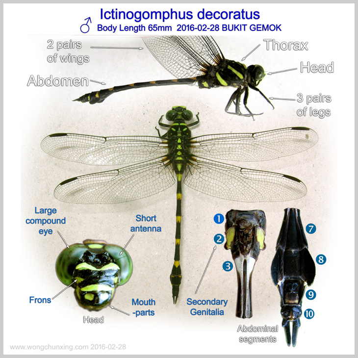 General morphology of a male dragonfly