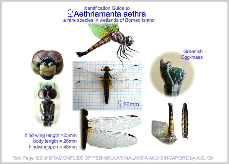 Identification Guide to Aethriamanta aethra