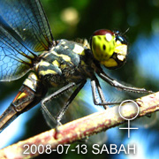 Agrionoptera insignis Female