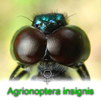 Eyes of  a female Agrionoptera insignis