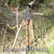 Agrionoptera insignis Female
