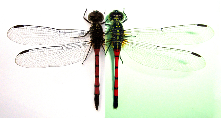 Agrionoptera insignis MALE & FEMALE