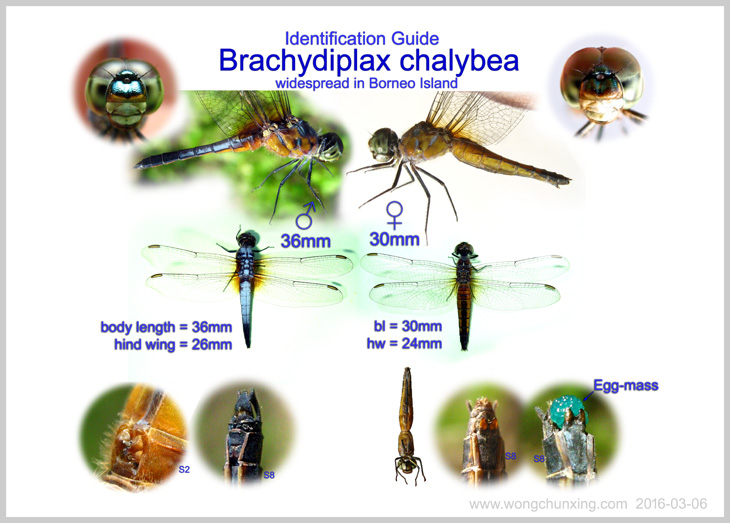 Identification Guide to Brachydiplax chalybea.