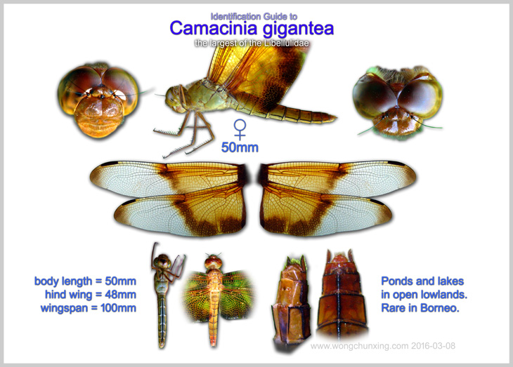 Identification Guide to Camacinia gigantea