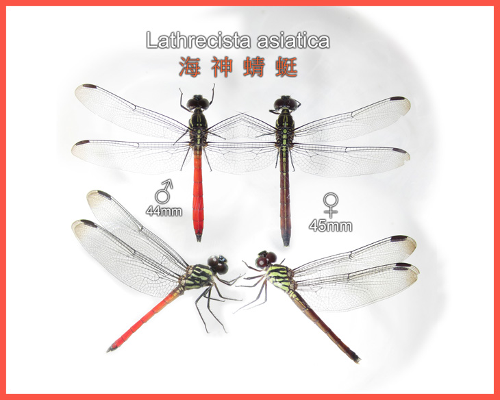 Lathrecista asiatica Male and Female