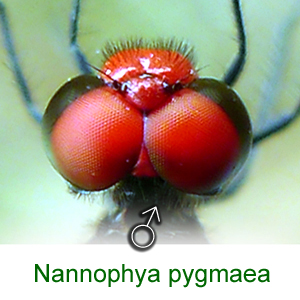 Eyes of a male Nannophya pygmaea