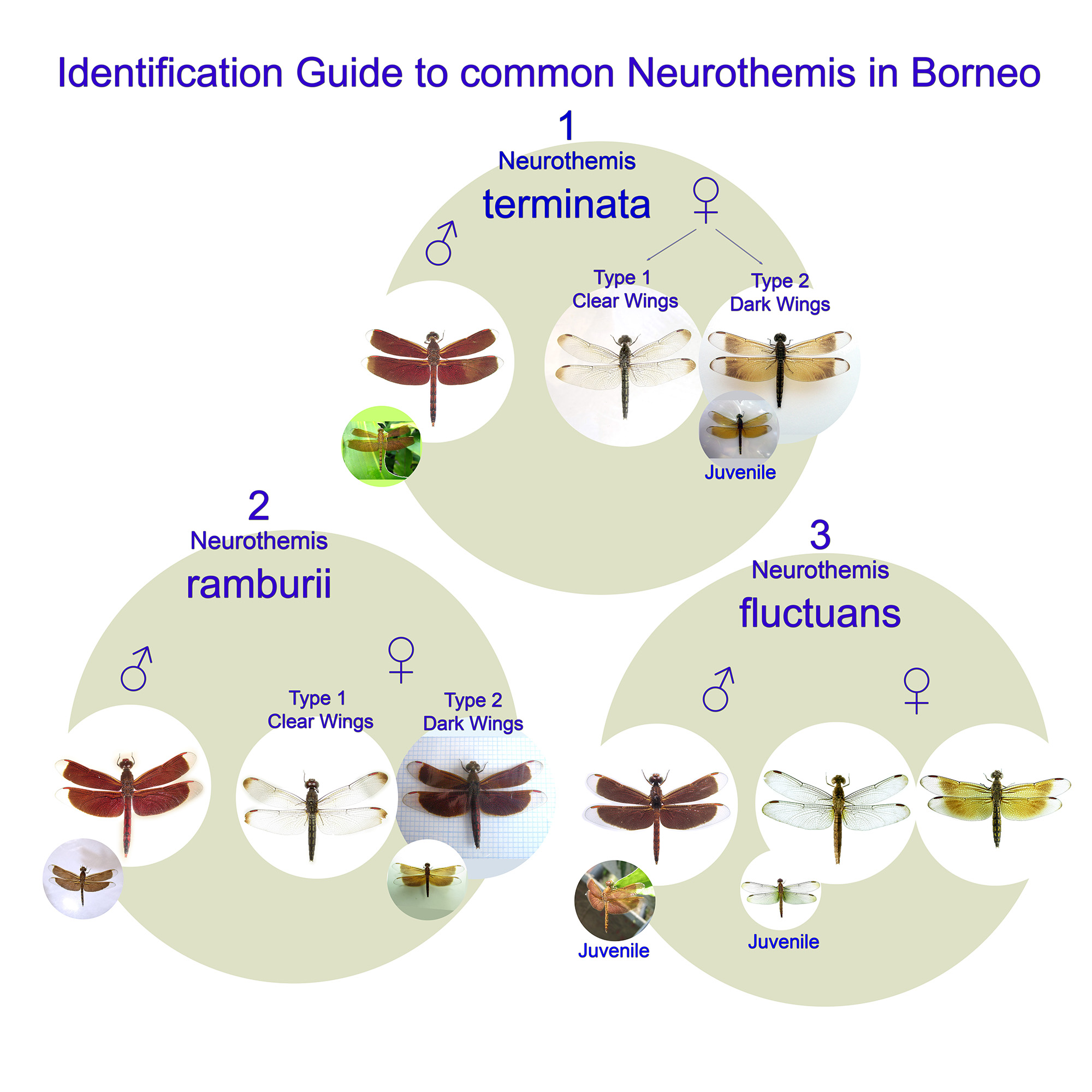Identification guide to the three common Neurothemis of Borneo