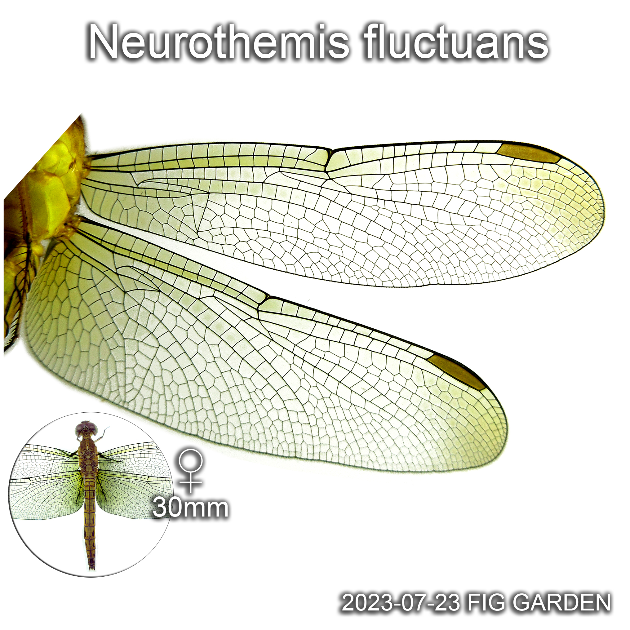 Wing venation of a female Neurothemis fluctuans ♀30mm 
