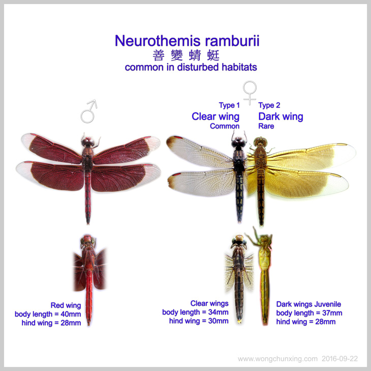 Neurothemis ramburii 善變蜻蜓 