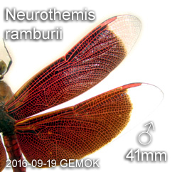 Wings of male Neurothemis ramburii