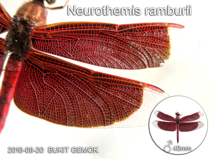 Male Neurothemis ramburii 善變蜻蜓 