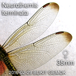 Neurothemis terminata  Female 35mm
