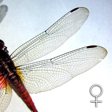 Wing venation of a female Orthetrum chrysis
