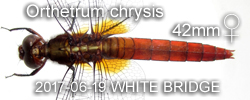 Orthetrum chrysis Female