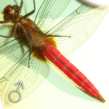 Ventral View of  a male Orthetrum chrysis