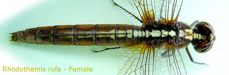 A female Rhodothemis rufa has middorsal pale yellowish streak, which runs from the top of antefrons through occipital triangle, prothorax, along the dorsal carina (both sides), antealar sinus, all dorsal sclerites of pterothorax and the middorsal ridge of segments 1 to 6.