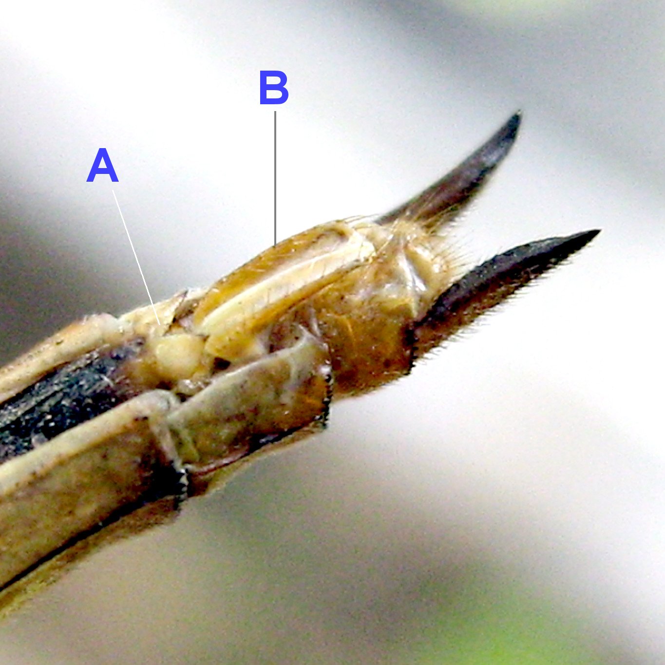 View from bottom. Of segment 8, 9, 10. On segment 9 is the Ovipositor (Egg-laying apparatus) with 2 interesting apparatus