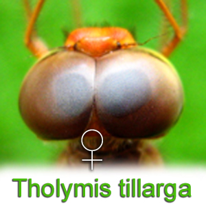 Eyes of Tholymis tillarga