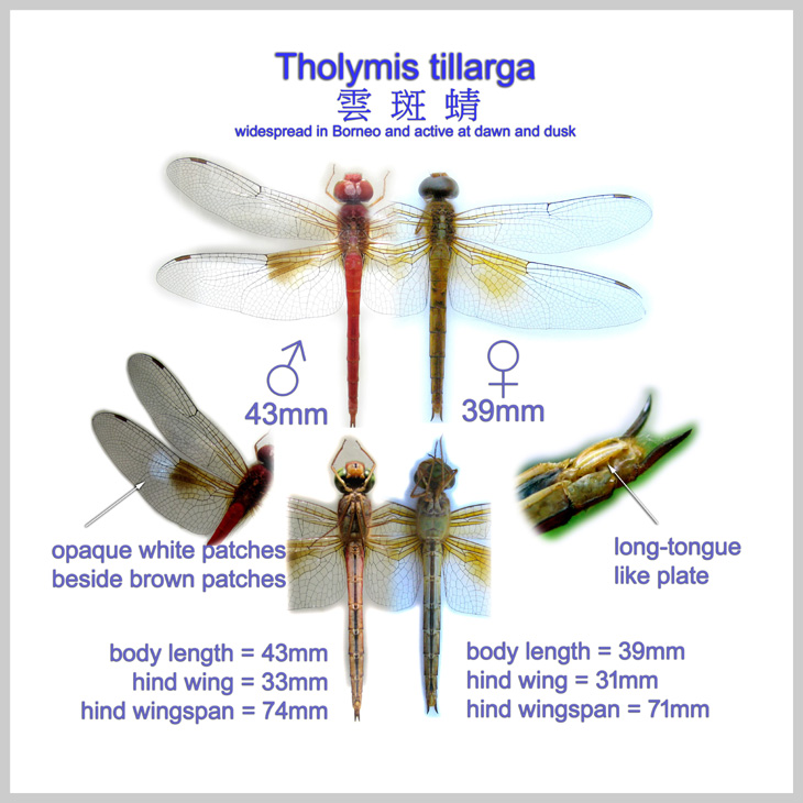 Tholymis tillarga 雲斑蜻
