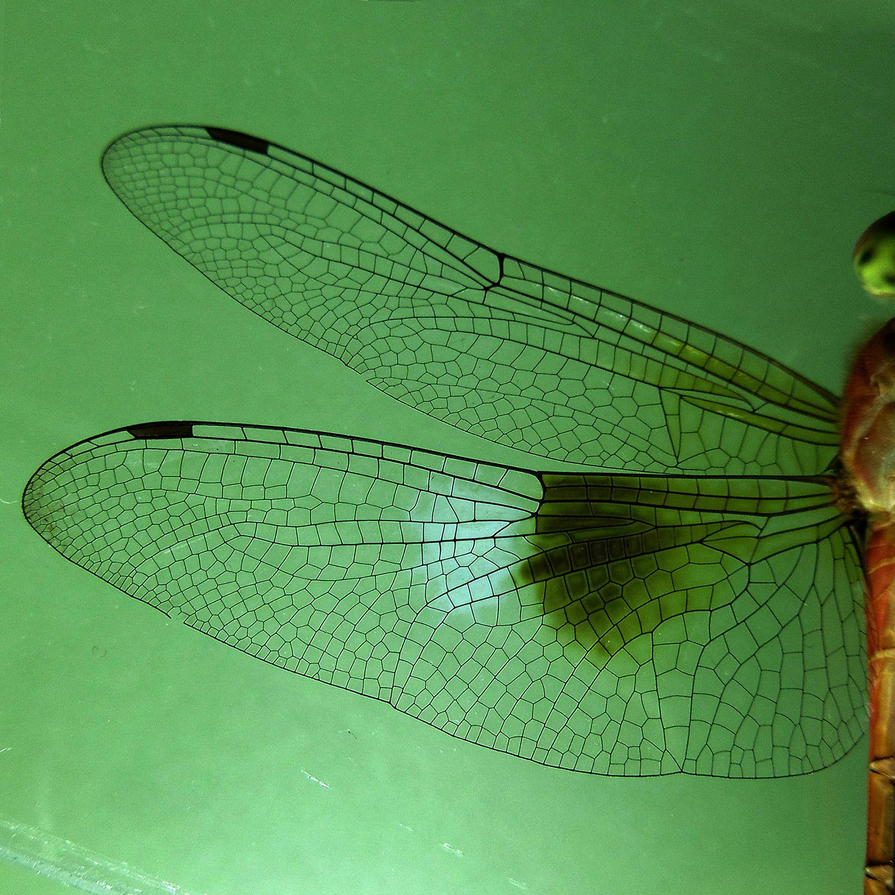 Matured Male has additional opaque white wing patches beside the brown patches that look like cloud hence the common name Coral-tailed Cloudwing 