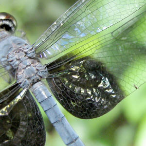 Tyriobapta torrida males are easily identified by this broad, slightly metallic bluish-black area at the base of the hind wings