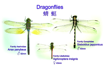 WINGS of dragonflies