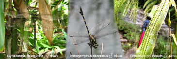 Dragonflies hold the wings horizontally outward when at rest.