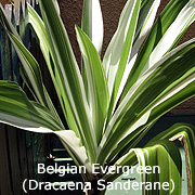 Belgian Evergreen